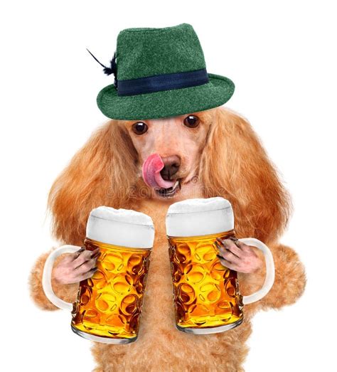 Dog with a beer stock photo. Image of october, funny - 38973930