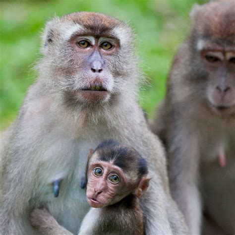 Long-tailed Macaque Sounds & Calls | Wild Ambience Nature Sounds