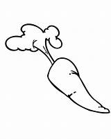 Free Pics Of Carrots Download Png Images  sketch template