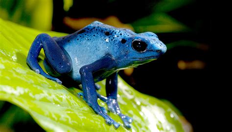 Poison frog | San Diego Zoo Kids