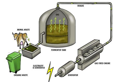 Biomass Energy Diagram For Kids