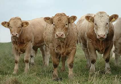 Charolais cattle. | Cow, Cattle, Cow pictures