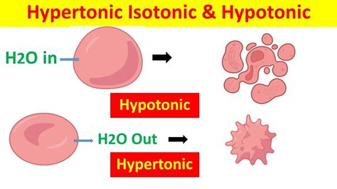 Hypertonic, Hypotonic, and Isotonic Solutions and Their Effects on ...