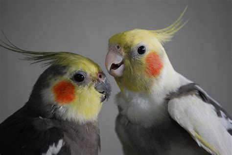 Cockatiel Names – The 300 Most Popular Names for Cockatiels | PetPress