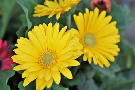 Yellow Gerbera Daisies Free Stock Photo - Public Domain Pictures