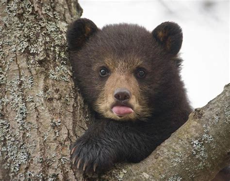 #baby-bear on Tumblr