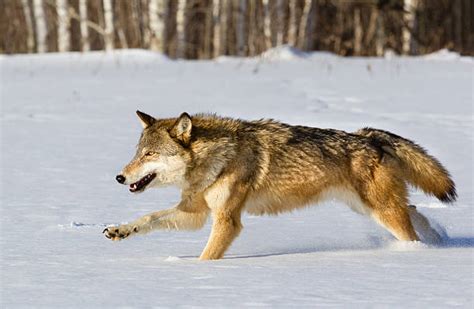 17,200+ Wolf Hunting Stock Photos, Pictures & Royalty-Free Images - iStock