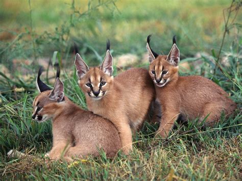 🔥 These caracal cubs seem to be enjoying kittenhood. 🔥 : r ...