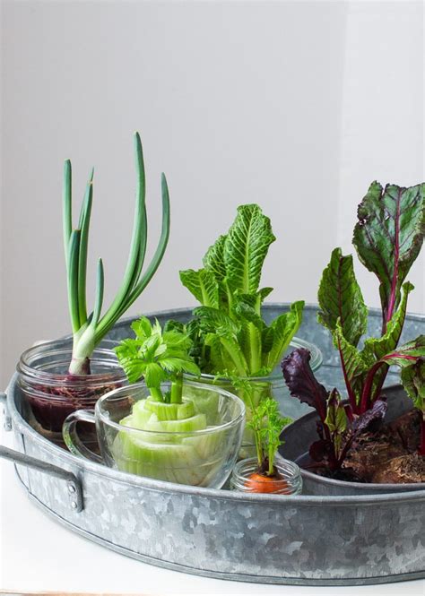 How to Regrow Vegetable Scraps - Simple Bites