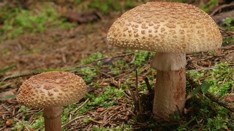 Amanita rubescens: Sistematica, Etimologia, Habitat, Descrizione ...