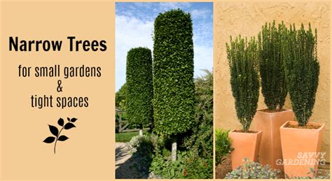 10 Narrow Trees for Small Gardens and Tight Spaces