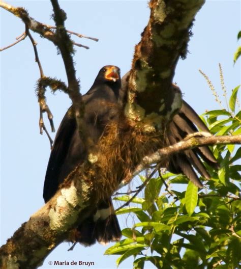 Beautiful birds of prey – Costa Rica | My beautiful world