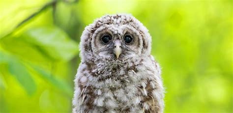 Owl Names - 200 Awesome Names For Baby Owls