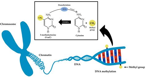 Process Of Dna Methylation