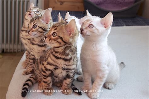 Adopt Bengal Kitten