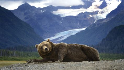 Bär, graubär, Berge, Alaska 1920x1200 HD Hintergrundbilder, HD, Bild