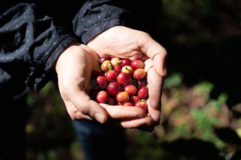 Fresh Red Coffee Berries Beans in Coffee Plantation.arabica Coffee Berries with Agriculturist ...