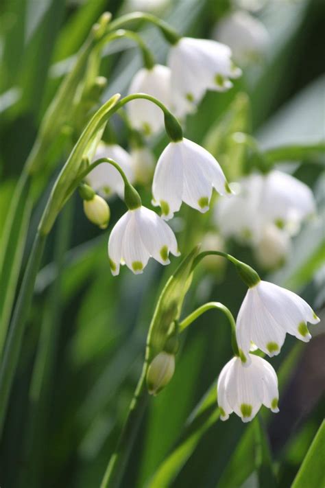 Snowdrops by CASPER1830 on DeviantArt | Beautiful flowers, Flowers ...