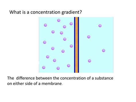 PPT - What is a concentration gradient? PowerPoint Presentation, free download - ID:2250036