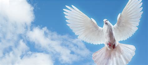 Funeral Doves Png Doves For Funeral Png - Clip Art Library