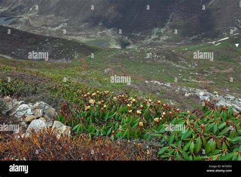 Rhododendron plants on Mount Qomolangma National Park, Dingjie County ...