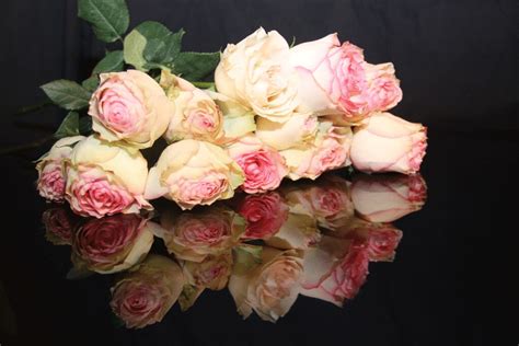 Rose Reflections, A Dozen Pink Cream Yellow Roses Reflecte… | Flickr