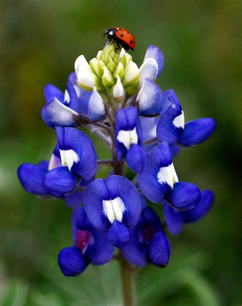 Bluebonnets Are Back: tips and tricks for taking pictures with the ...