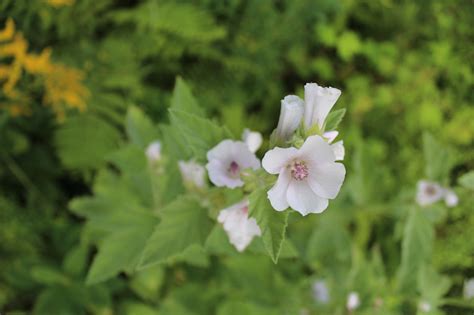 How to Grow Marshmallow Plants (Althaea officinalis)