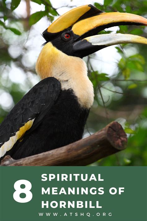 Hornbill Symbolism: 8 Spiritual Meanings of Hornbill