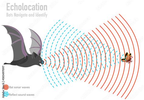 Bat echolocation. Bio sonar. Butterfly, insect, fly navigate. Reflected ...