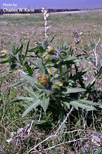 Hyoscyamus niger | Henbane | Medicinal Uses | Charles W. Kane | Applied ...