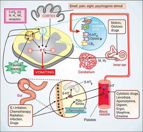 Metoclopramide Mechanism, Precautions, Side Effects Uses