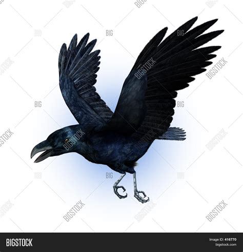 Raven Flying Image & Photo | Bigstock