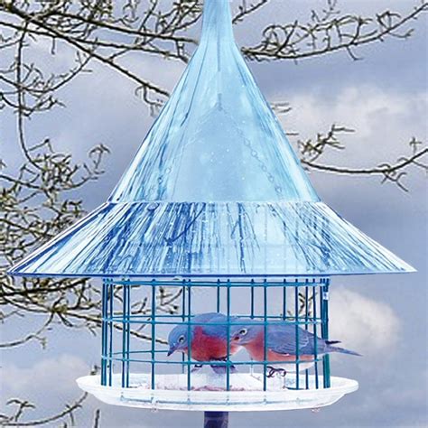 Sky Cafe Squirrel Proof Bluebird Feeder | Blue bird, Feeder, Squirrel