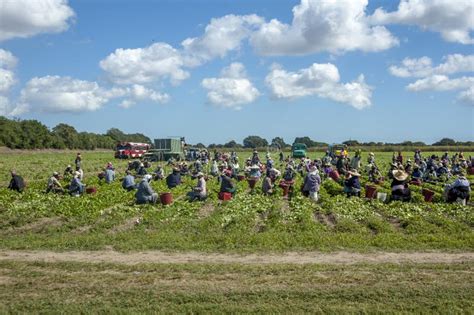 Itinerant Workers Harvesting Crops Editorial Image - Image of crops, female: 47591655