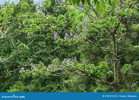 Paulownia Tree ( Paulownia Tomentosa ) Flowers. Stock Photo - Image of ...