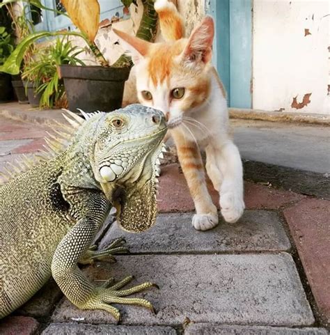 10 Things You Need to Know Before Getting a Pet Green Iguana | PetPress