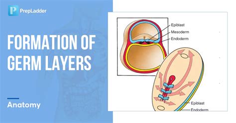 Formation of Germ Layers : Gastrulation, Migration of Primordial Germ Cells