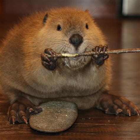 Justin Beaver Baby beaver makes himself feel at home (by building one out of toys) - Celebrity Pets