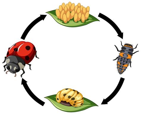 Life cycle of Ladybug on white background 1879167 Vector Art at Vecteezy