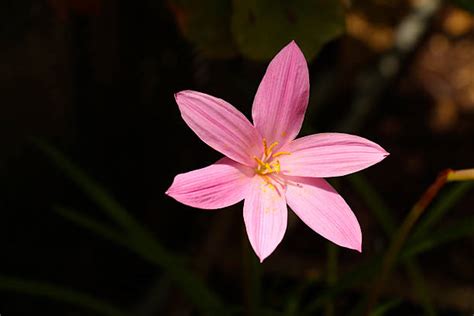 Six Petal Flower Stock Photos, Pictures & Royalty-Free Images - iStock