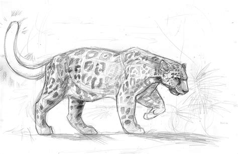 Bright-tailed Jaguar sketch by DarylAlexsy on DeviantArt