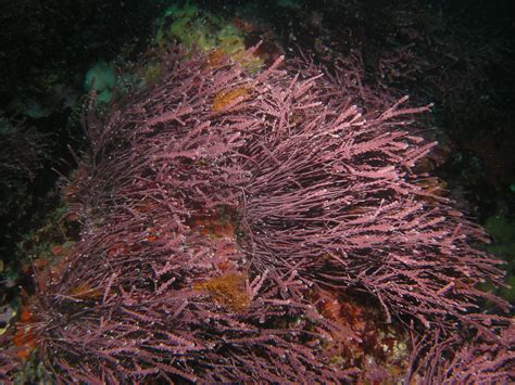 Rhodophyta (Red Algae): Definition, Characteristics, Reproduction, Examples and Role for Life ...