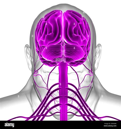 Human Brain Anatomy Artwork Stock Image C0036914 Scie - vrogue.co