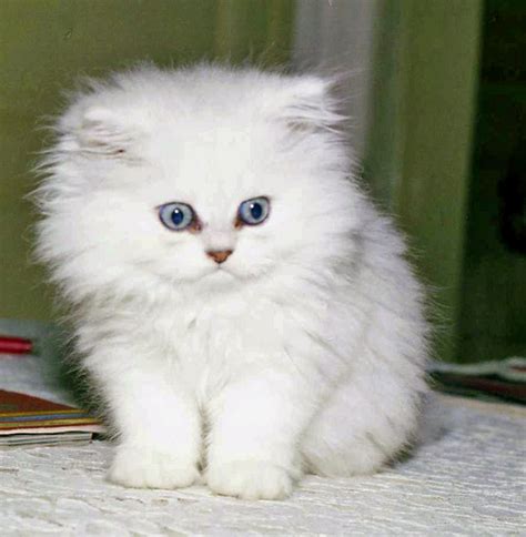 Angora kitten pictures.PNG (2 comments)