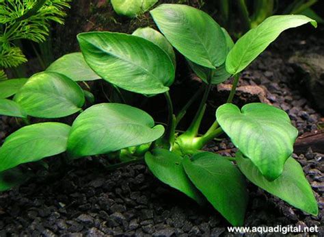 anubias nana | Live aquarium plants, Plants, Planted aquarium