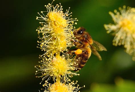 What Is Chestnut Honey? | How It's Produced & Benefits