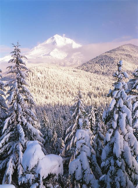 USA, Oregon, Mt Hood National Forest Photograph by Stuart Westmorland