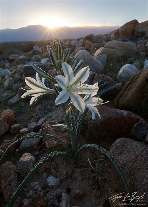 The Desert Lily | Anza Borrego SP, CA | Art in Nature Photography