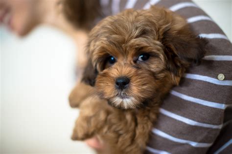 How Often Should You Feed A Shichon Puppy